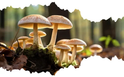 Jak rozpoznać jadalne grzyby?