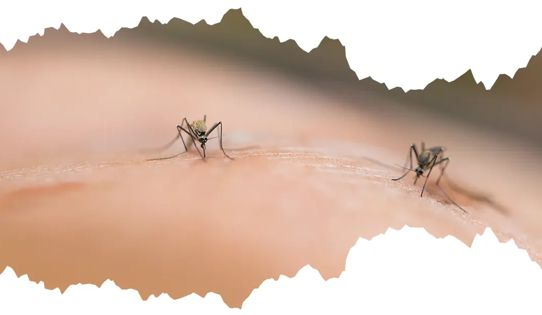 Najlepszy sposób na komary