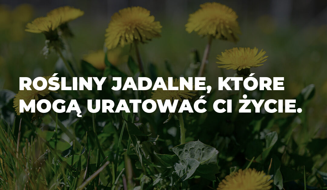 BLOG SURVIVAL roslinyjadalne