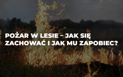 Pożar w lesie – jak się zachować i jak mu zapobiec?