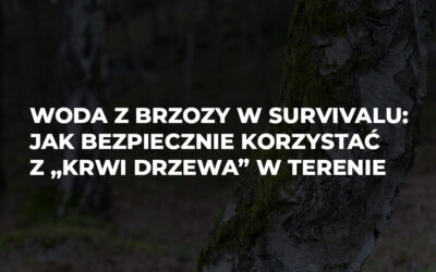 Woda z brzozy w survivalu: jak bezpiecznie korzystać z „krwi drzewa” w terenie