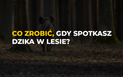 Dzik w lesie: Co zrobić, gdy go spotkasz?