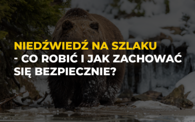 Niedźwiedź na szlaku – co robić i jak zachować się bezpiecznie?