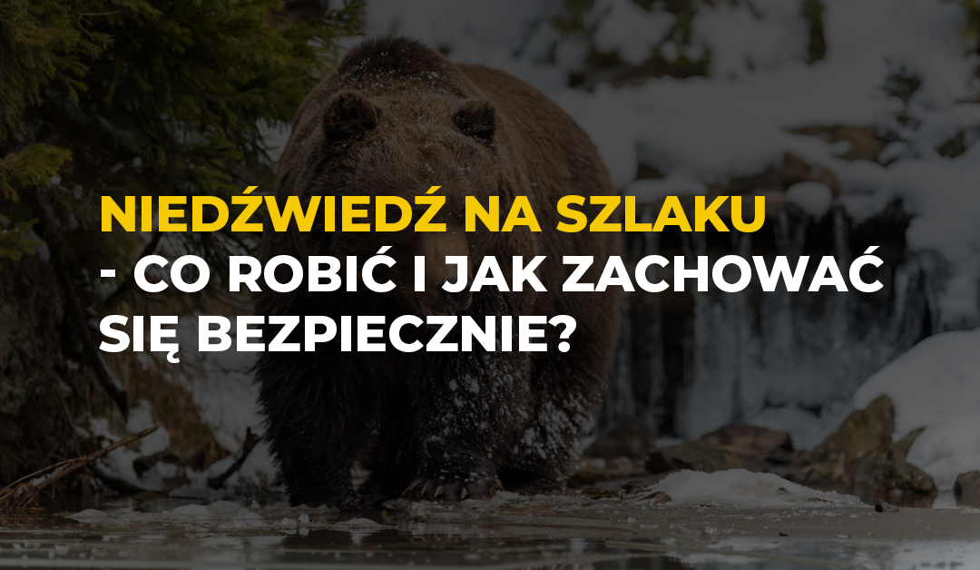 Niedźwiedź na szlaku – co robić i jak zachować się bezpiecznie?