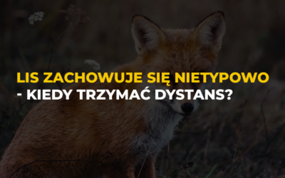 Lis zachowuje się nietypowo – kiedy trzymać dystans?