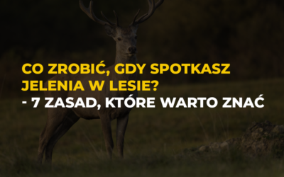 Co zrobić, gdy spotkasz jelenia w lesie? 7 zasad, które warto znać