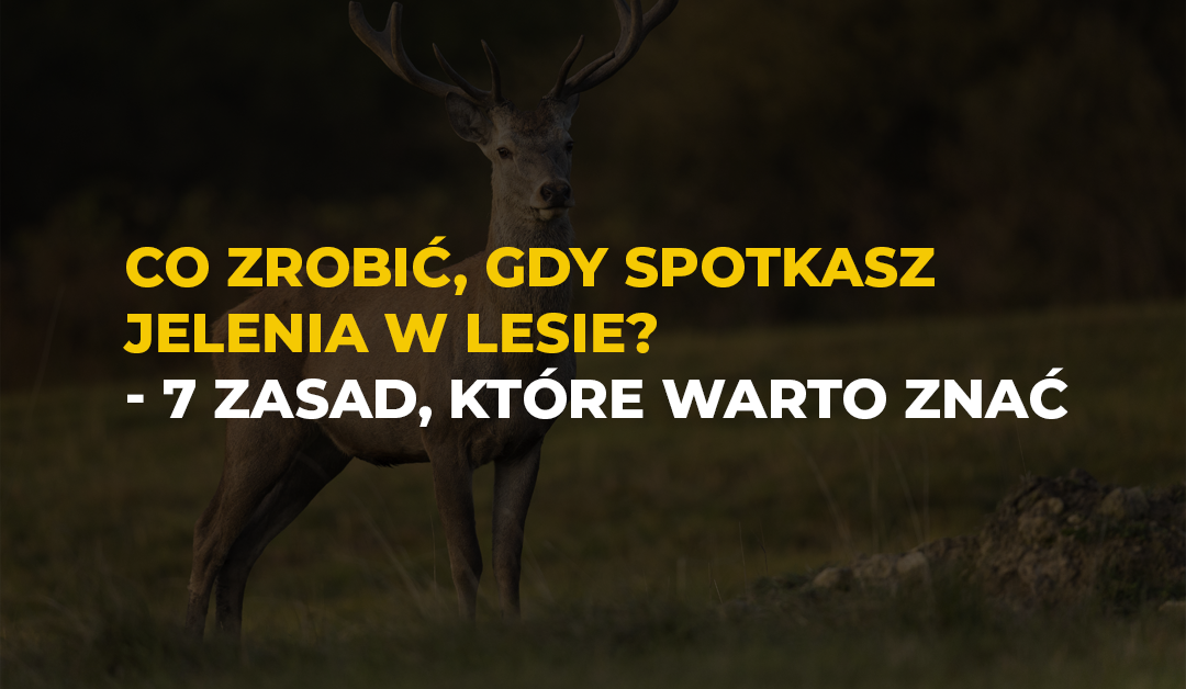 Co zrobić, gdy spotkasz jelenia w lesie? 7 zasad, które warto znać