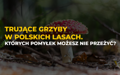 Trujące grzyby w polskich lasach. Których pomyłek możesz nie przeżyć?