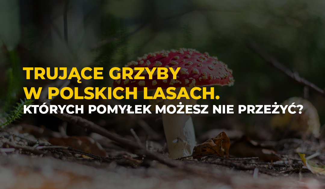 grzyb