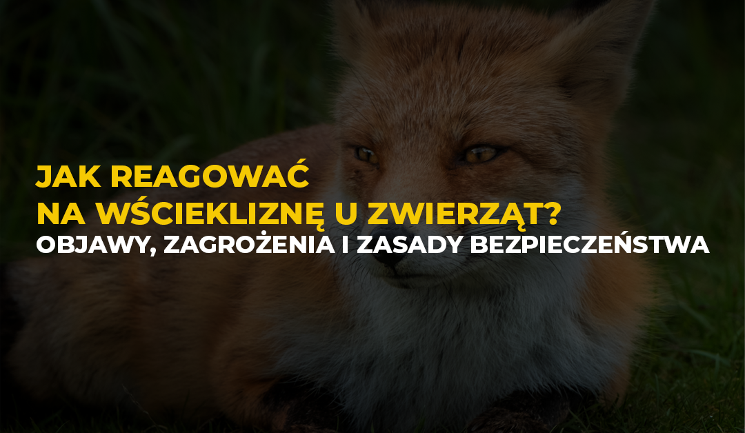 wscieklizna